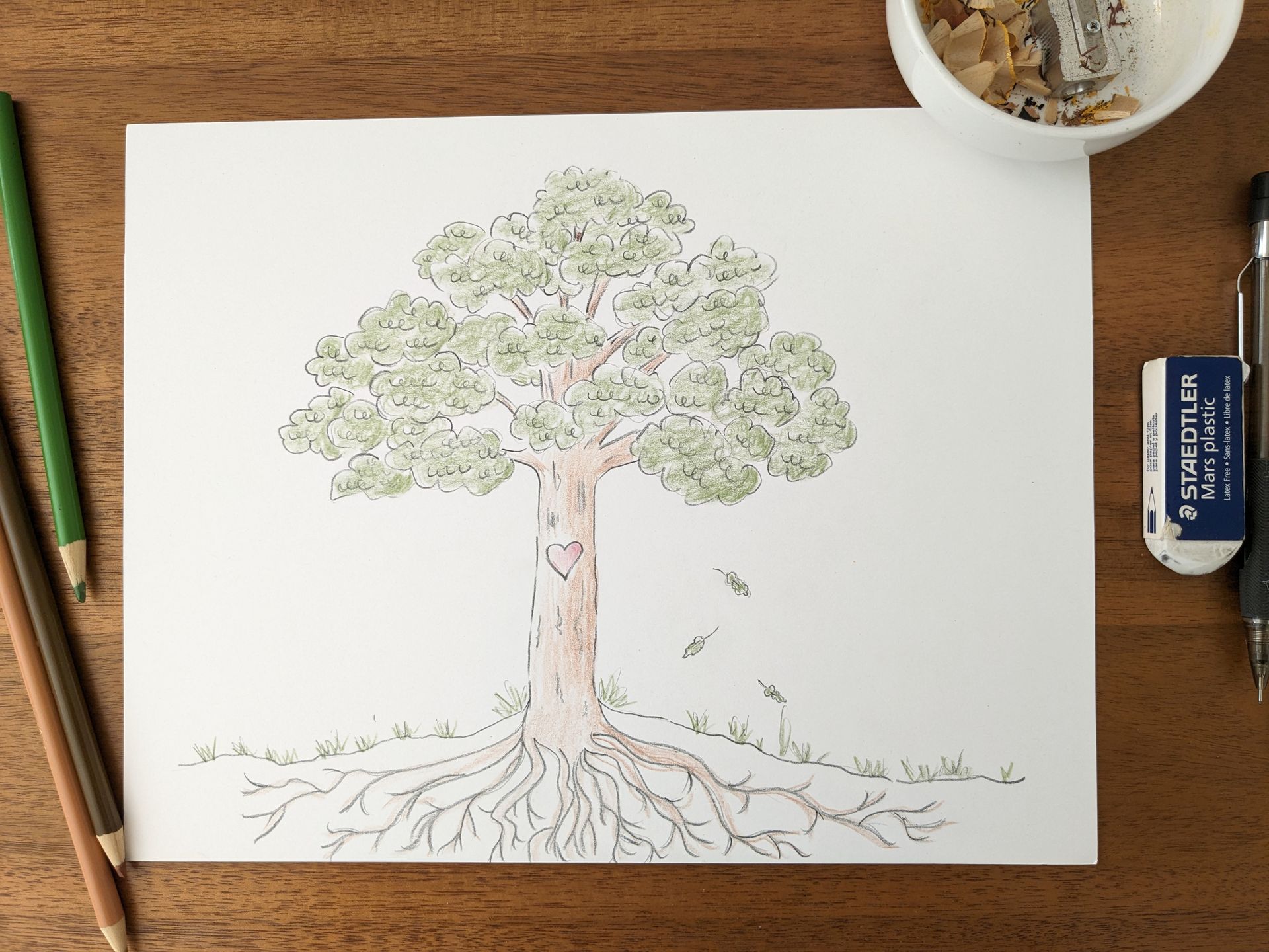 Amy's illustration of an Oak tree with a heart drawn on its trunk showing its roots under the ground. The sketch is on her wooden desk with colored pencils, shavings, and an eraser in view.
